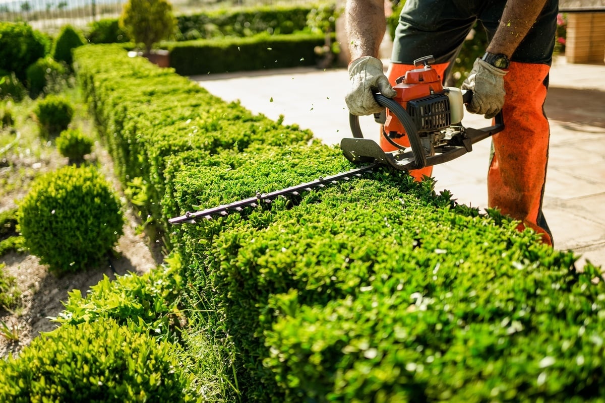 Man using a hedge trimmer